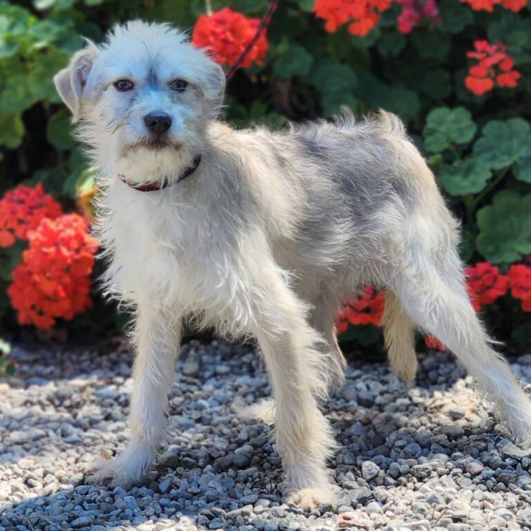 Adoptable Dog Koer