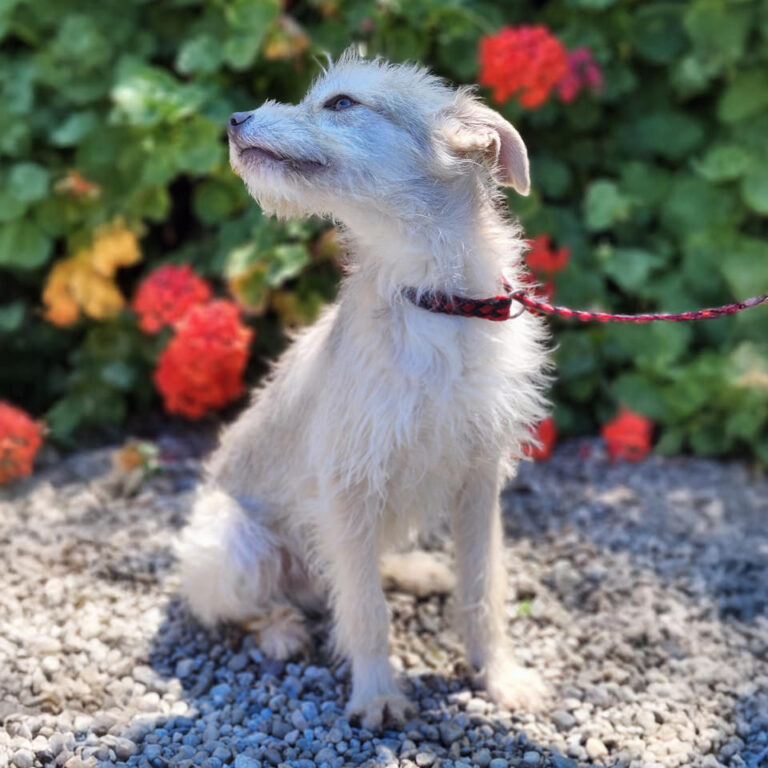 Adoptable Dog Koer