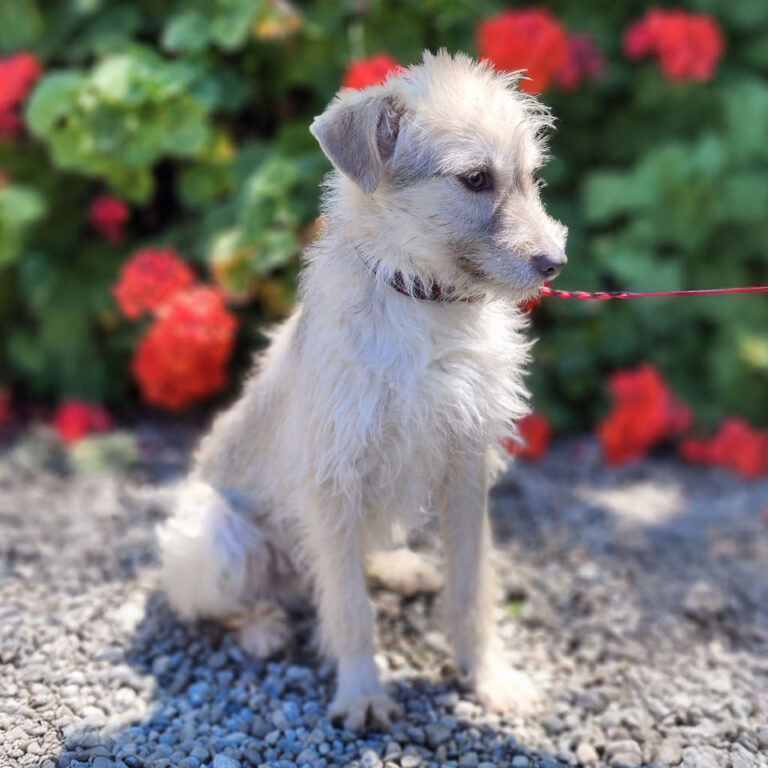 Adoptable Dog Koer