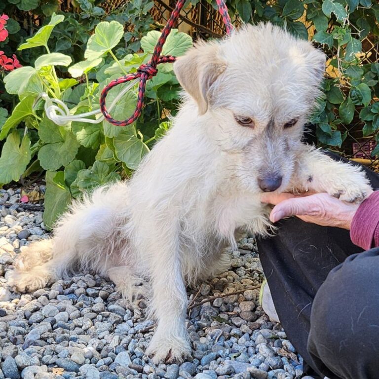 Adoptable Dog Koer