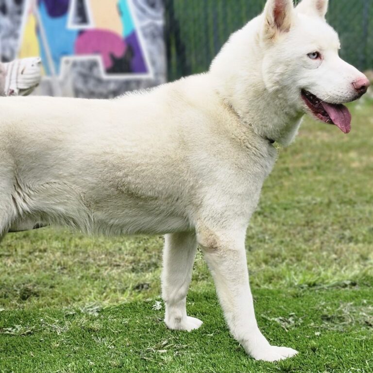 Adoptable Dog Leonard