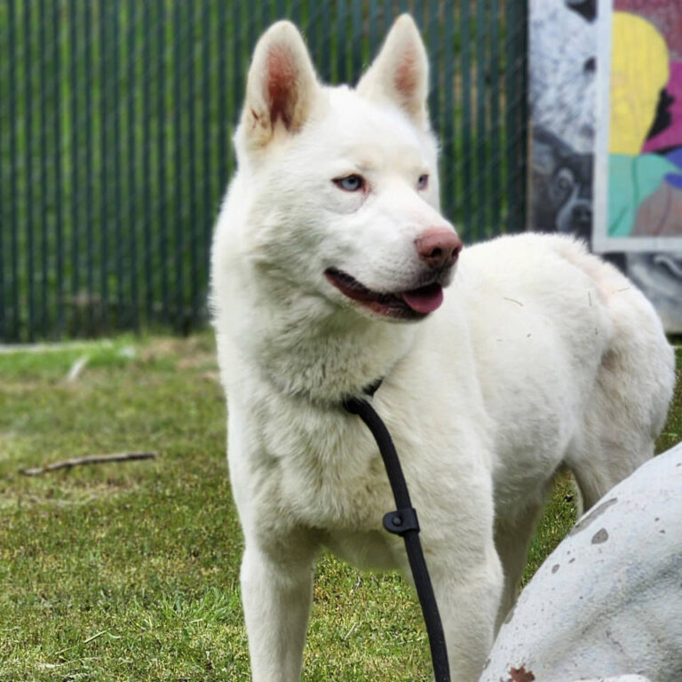 Adoptable Dog Leonard