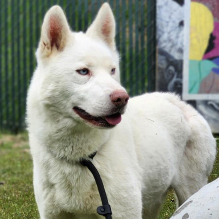 Adoptable Dog Leonard