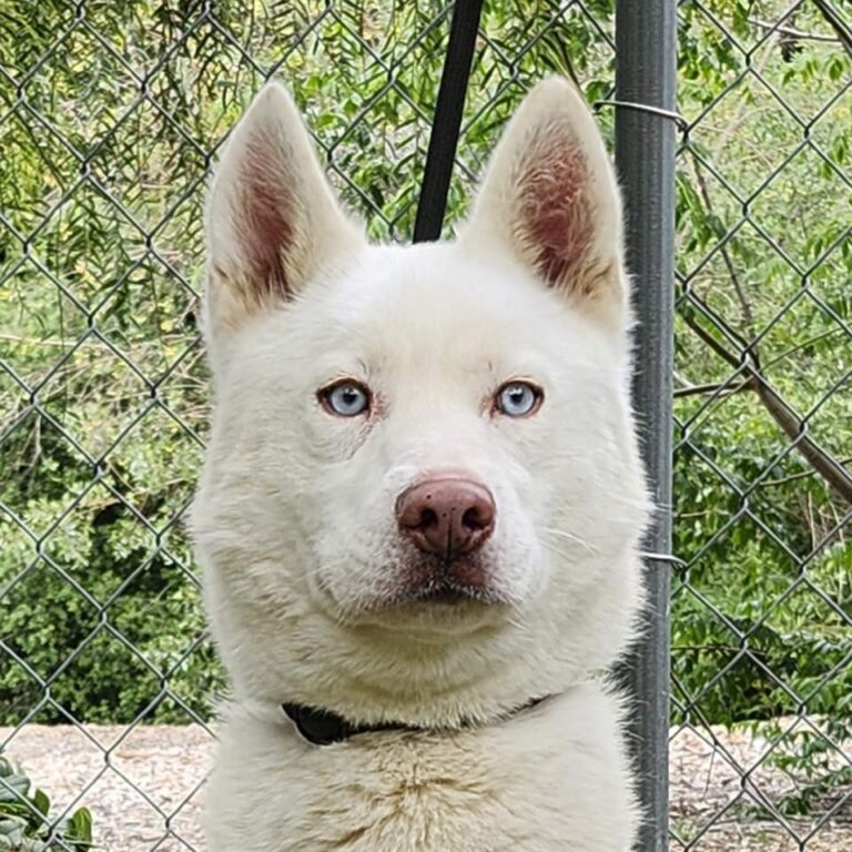 Adoptable Dog Leonard