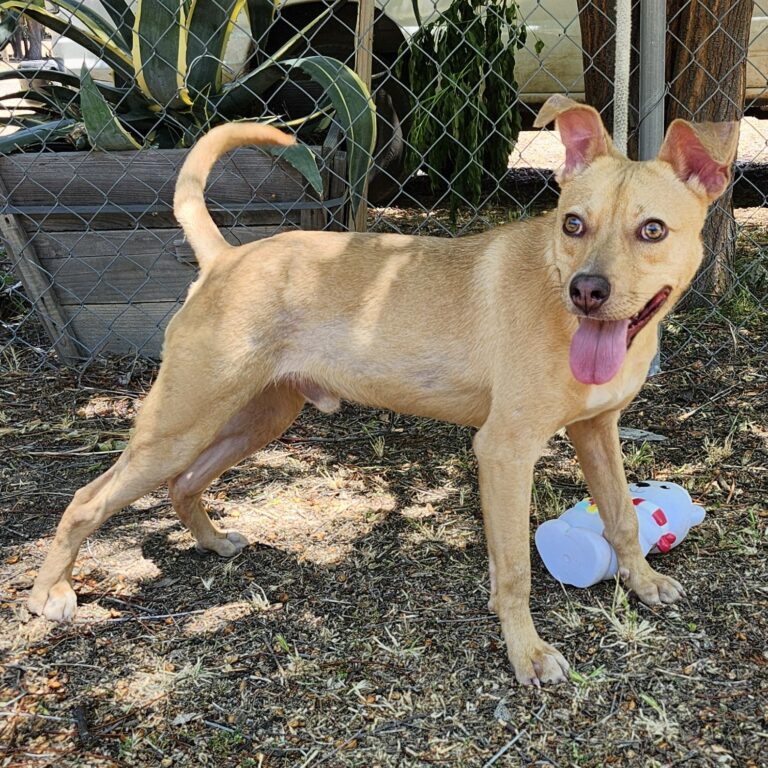 Adoptable Dog Linus