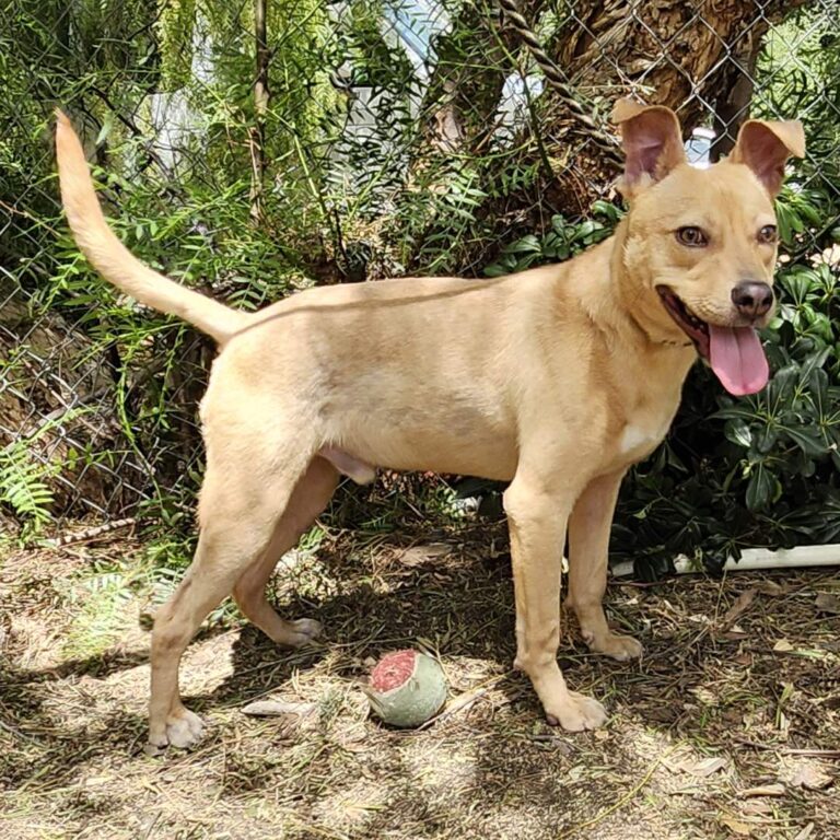 Adoptable Dog Linus