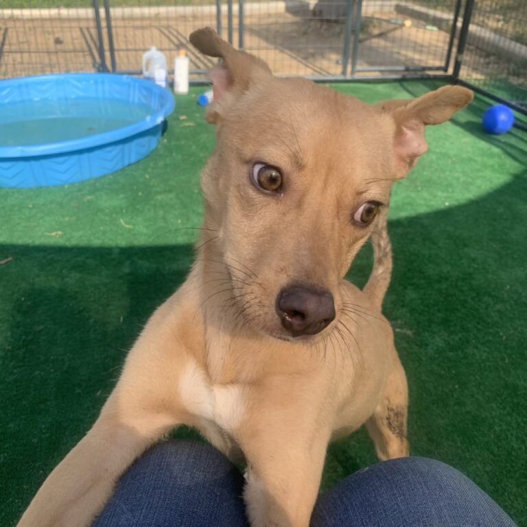 Adoptable Dog Linus