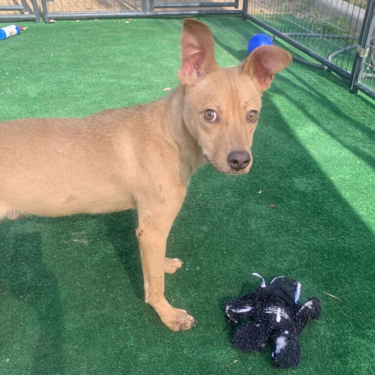 Adoptable Dog Linus