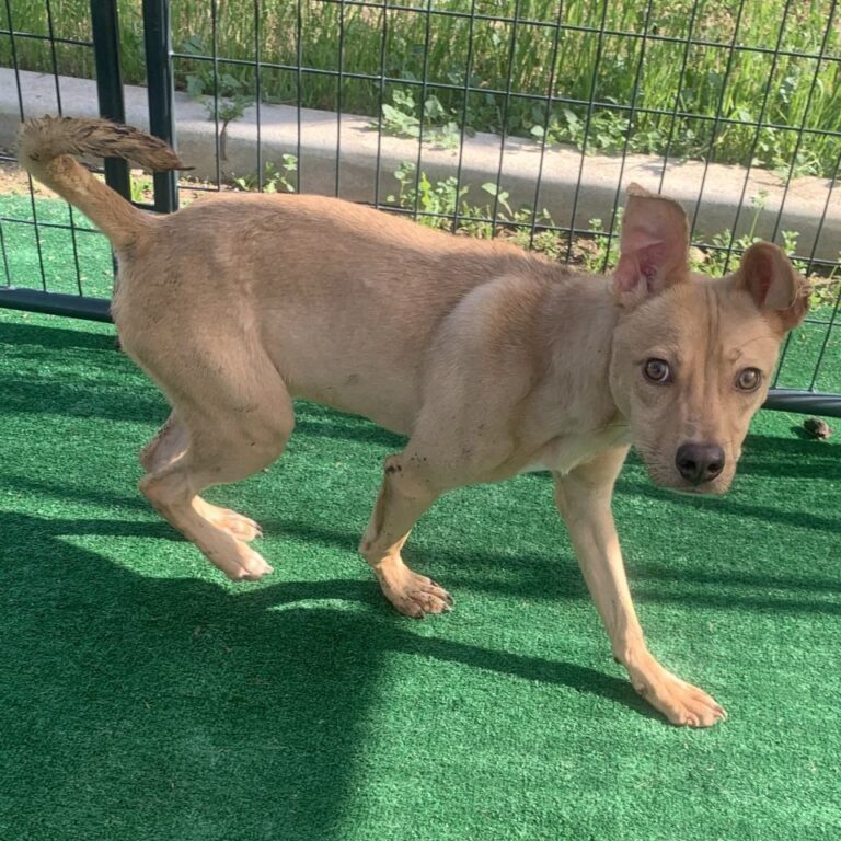 Adoptable Dog Linus