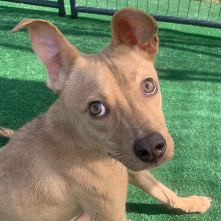 Adoptable Dog Linus