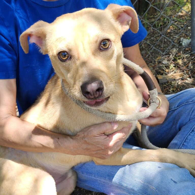 Adoptable Dog Linus