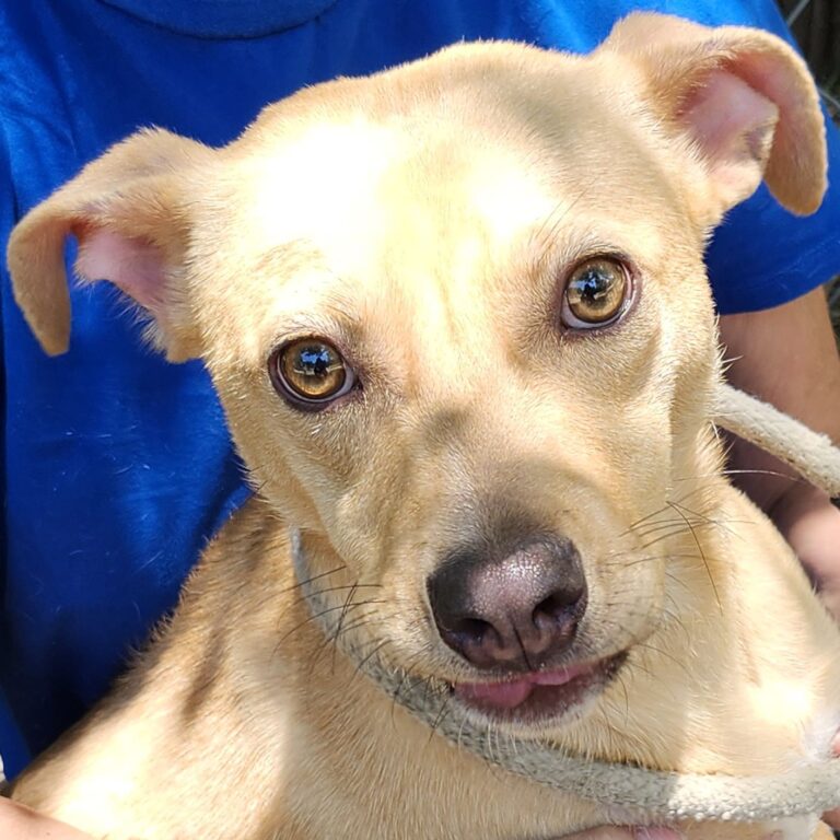Adoptable Dog Linus