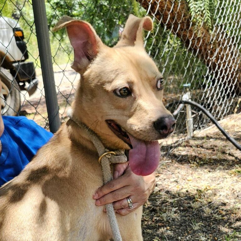 Adoptable Dog Linus