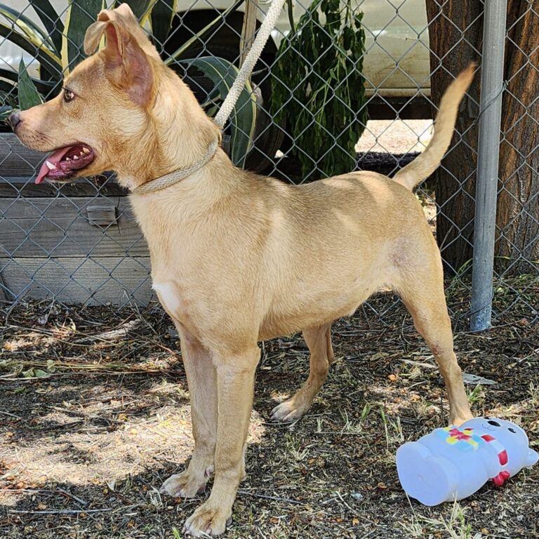 Adoptable Dog Linus