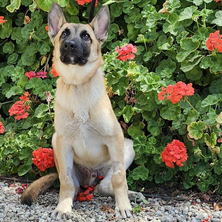 Adoptable Dog Marco