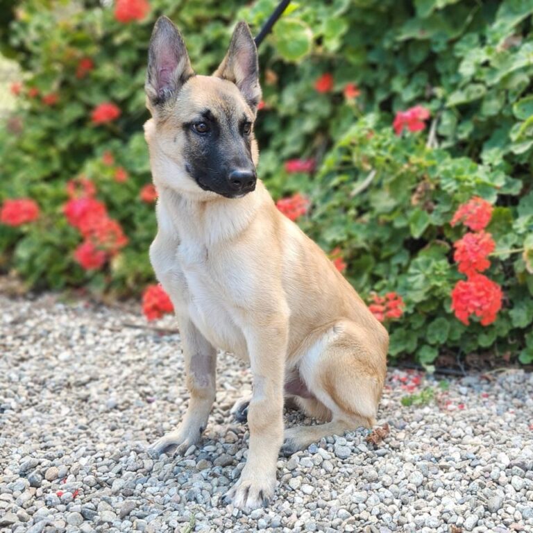 Adoptable Dog Marco
