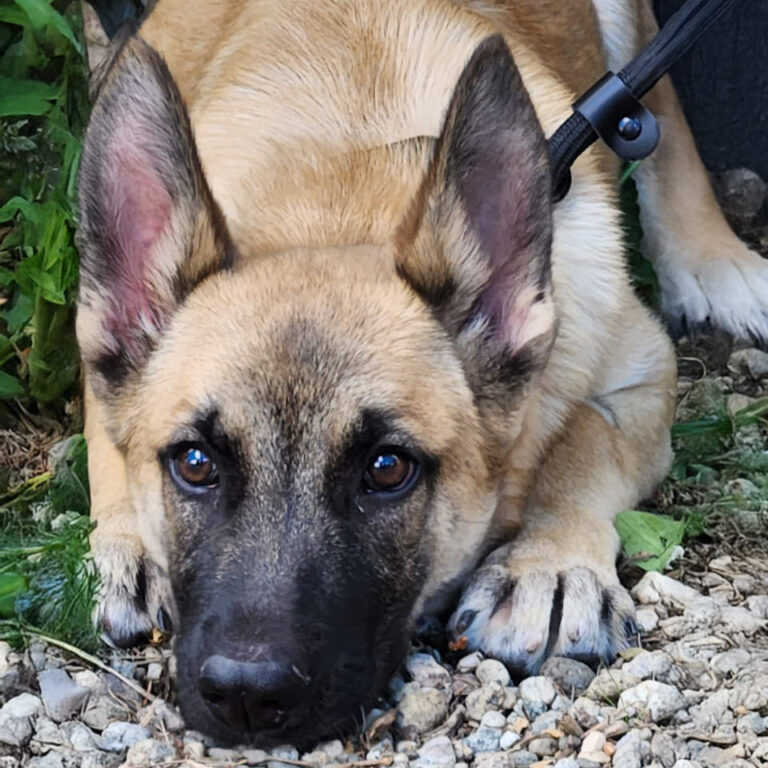 Adoptable Dog Marco