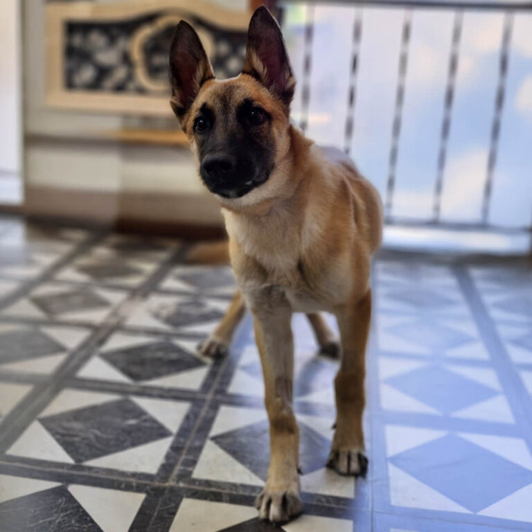Adoptable Dog Marco