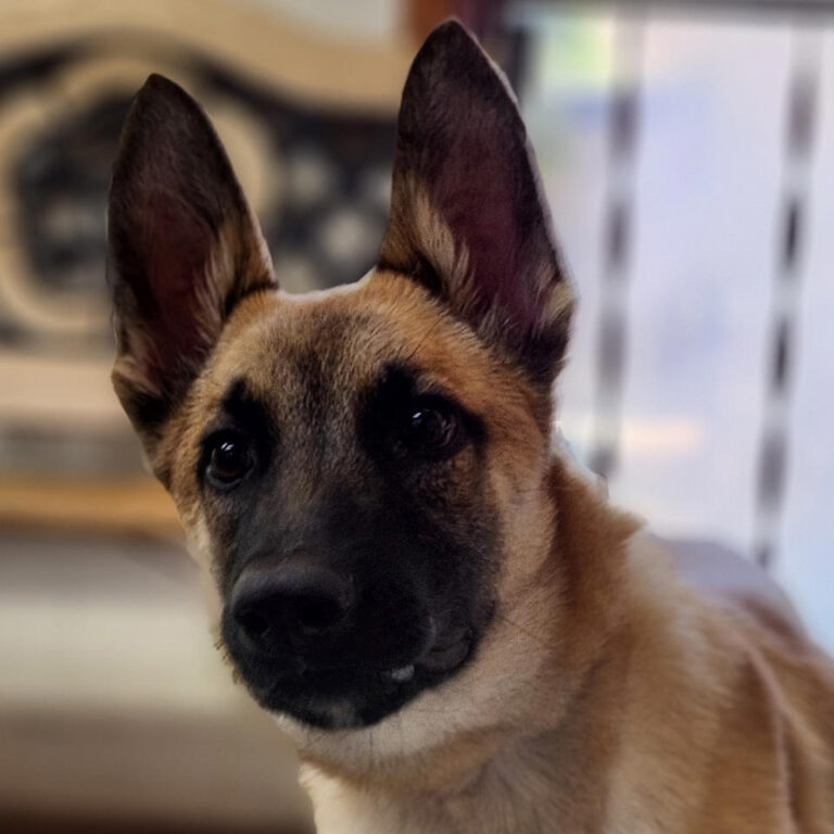 Adoptable Dog Marco