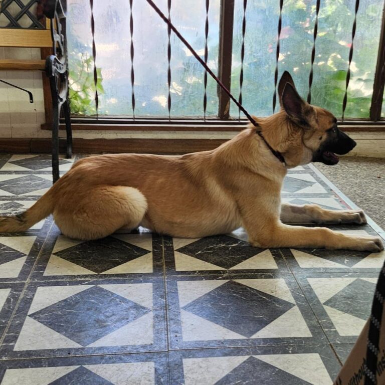 Adoptable Dog Marco