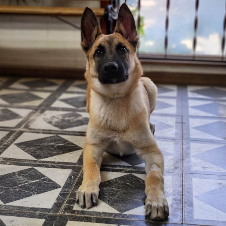 Adoptable Dog Marco