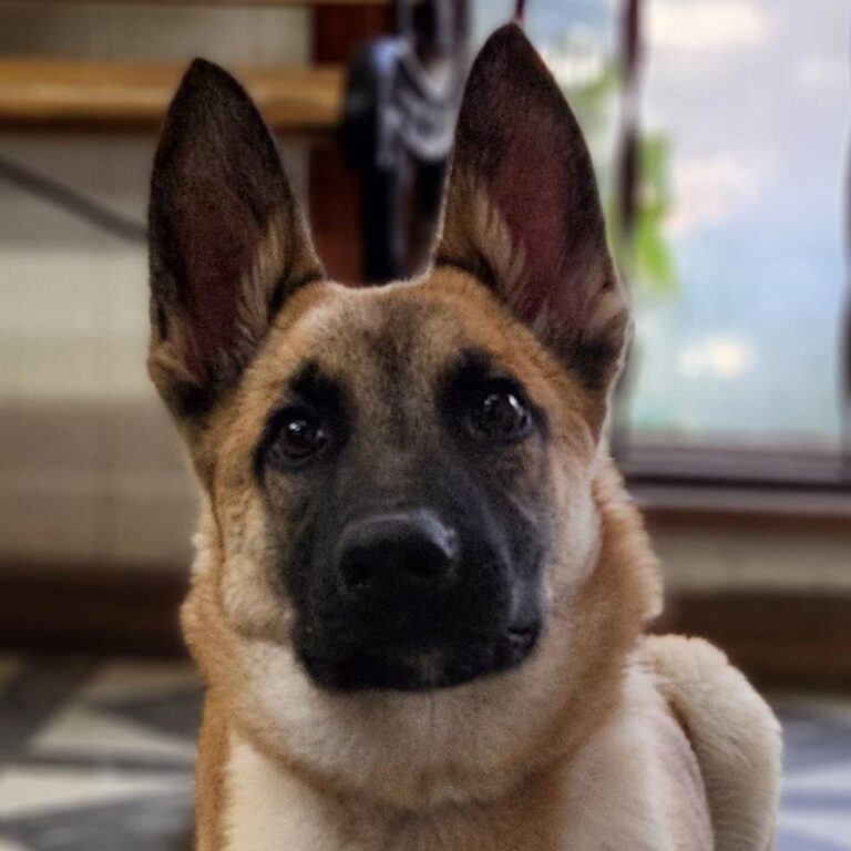 Adoptable Dog Marco