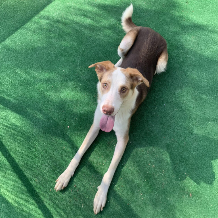 Adoptable Dog Murphy