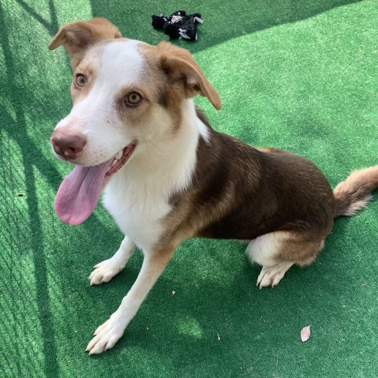 Adoptable Dog Murphy