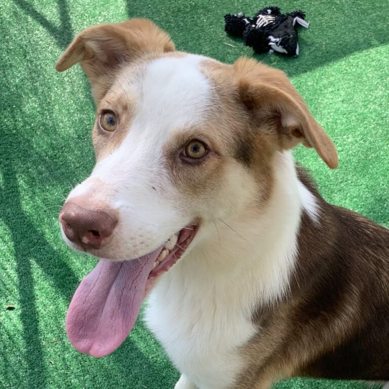 Adoptable Dog Murphy