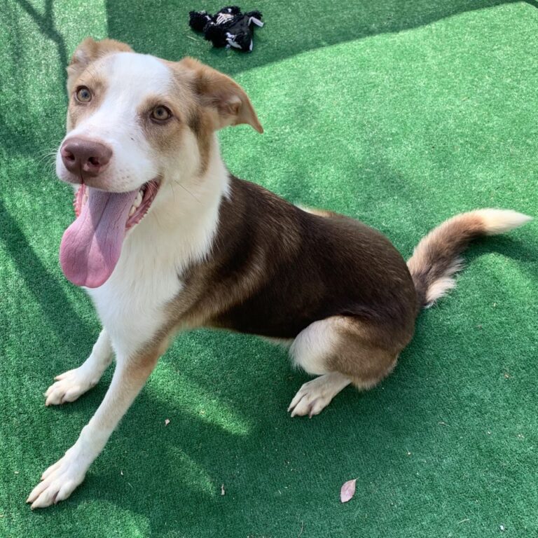 Adoptable Dog Murphy
