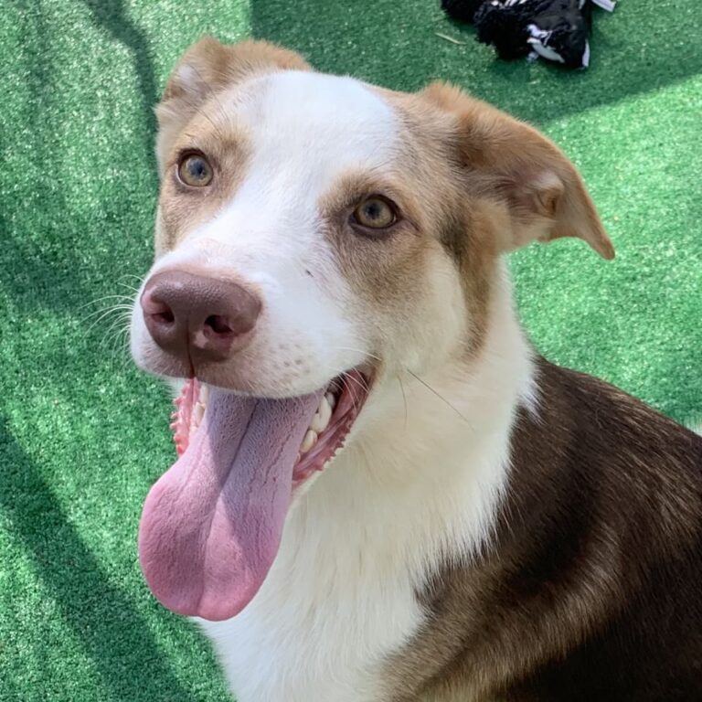 Adoptable Dog Murphy