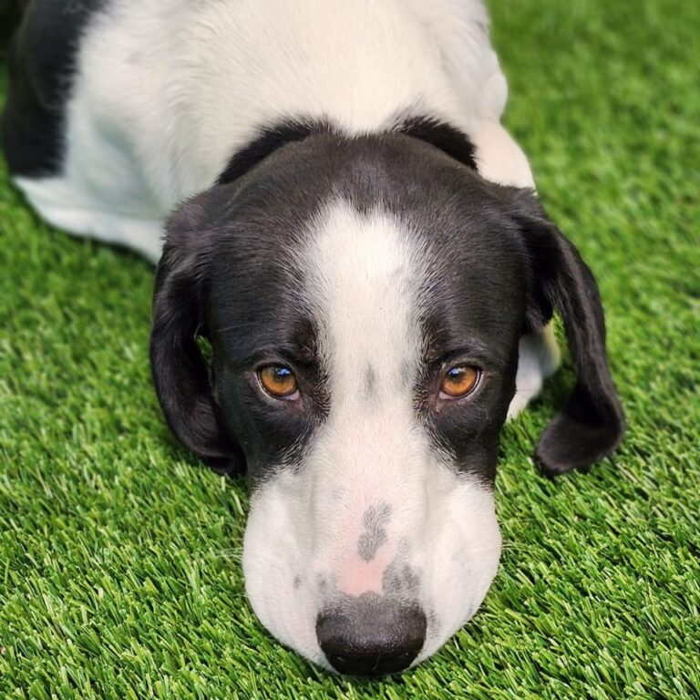 Adoptable Dog Oreo