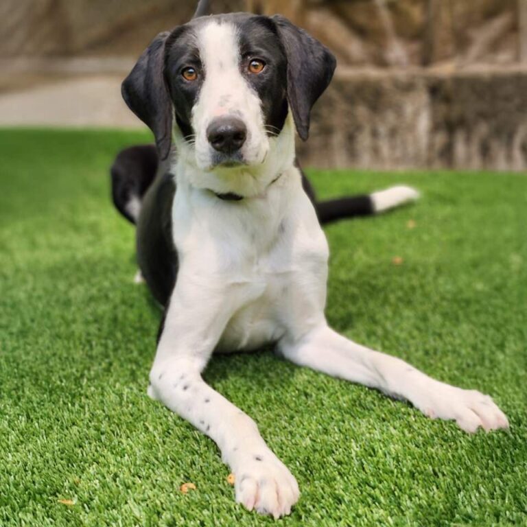 Adoptable Dog Oreo