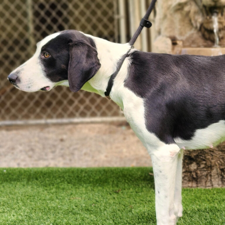 Adoptable Dog Oreo