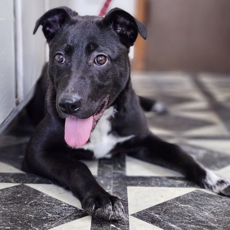 Adoptable Dog Yolanda
