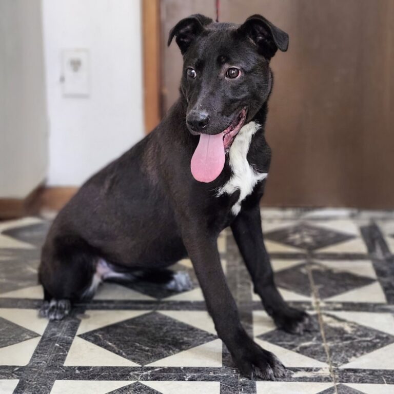 Adoptable Dog Yolanda
