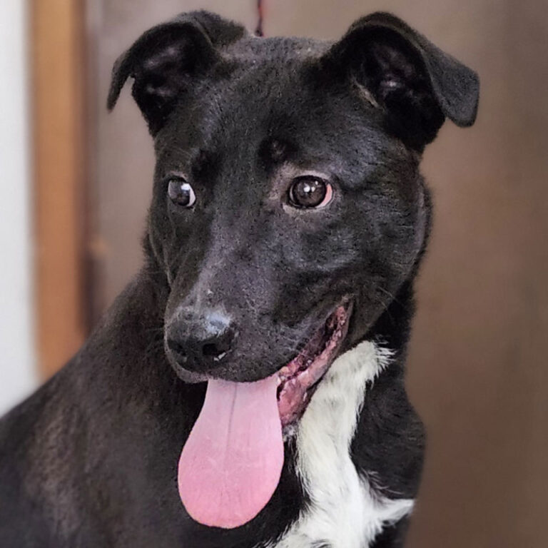 Adoptable Dog Yolanda