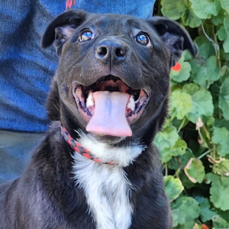 Adoptable Dog Yolanda
