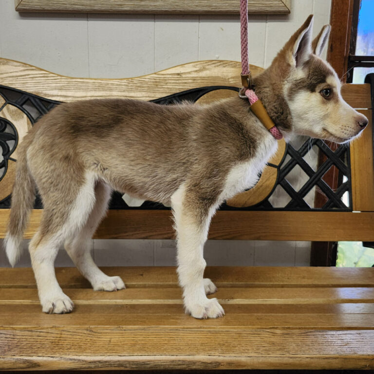 Adoptable Dog Alana