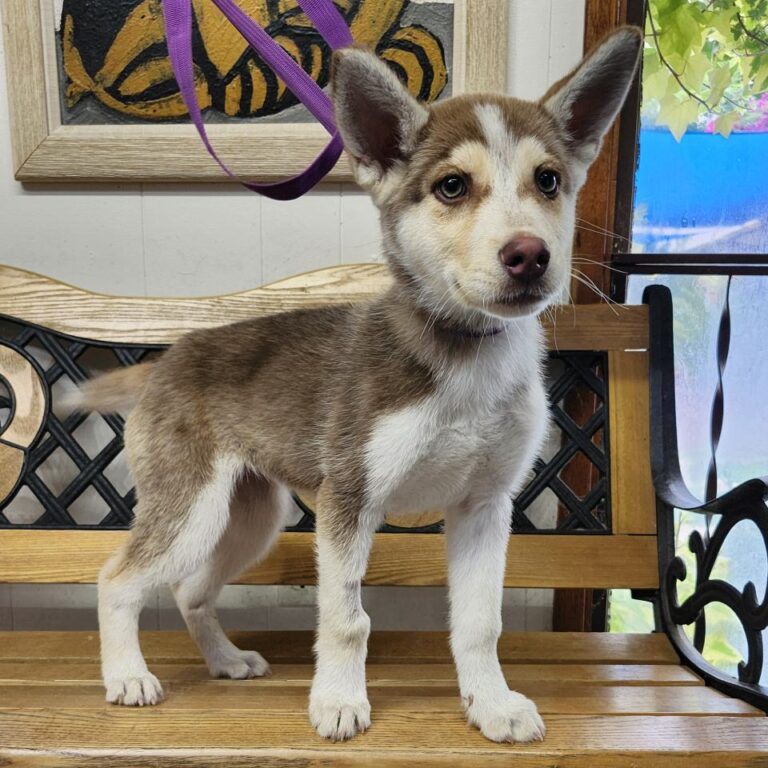 Adoptable Dog Alana