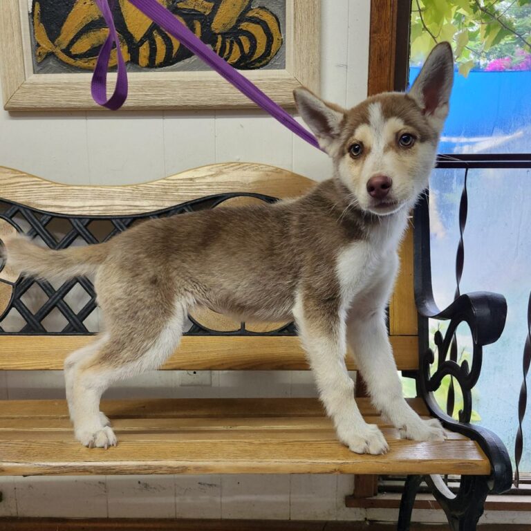 Adoptable Dog Alana