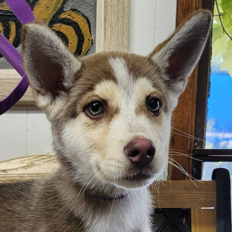 Adoptable Dog Alana