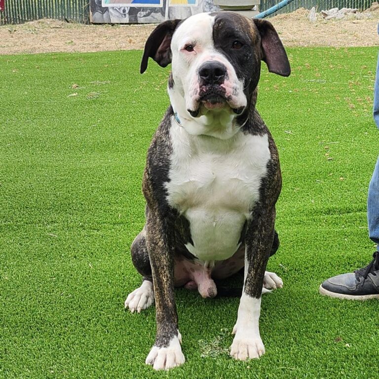 Adoptable Dog BJ