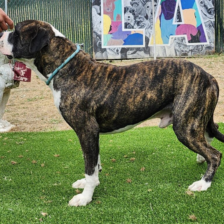 Adoptable Dog BJ