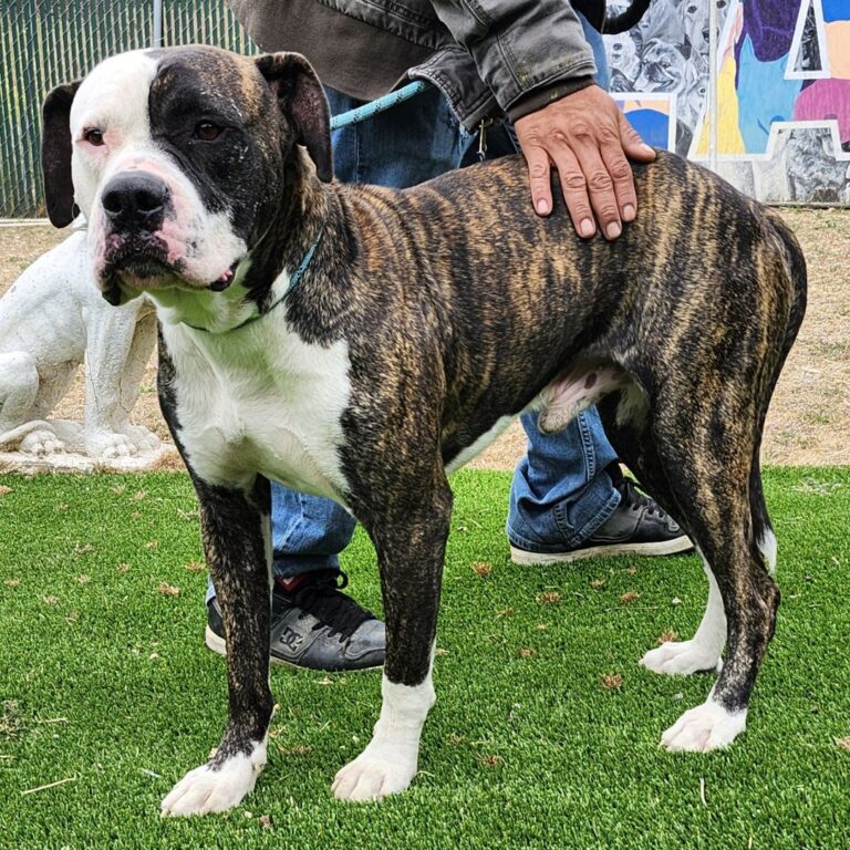 Adoptable Dog BJ