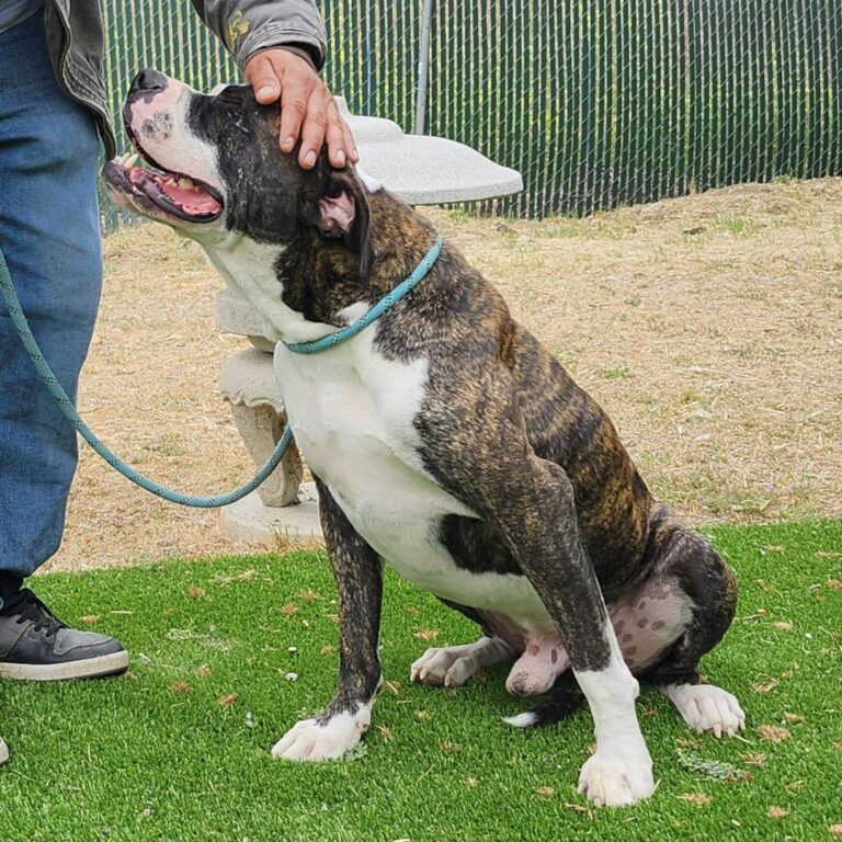 Adoptable Dog BJ