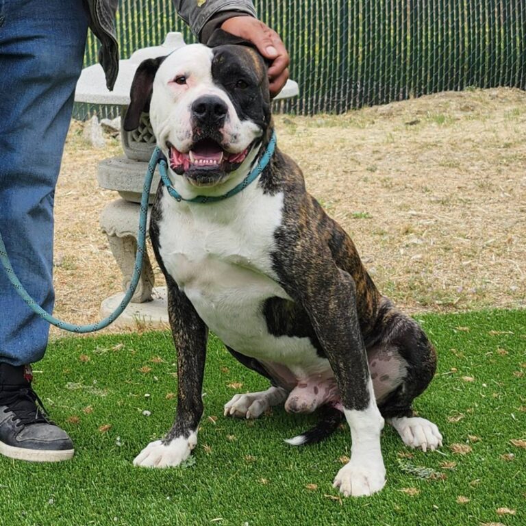Adoptable Dog BJ