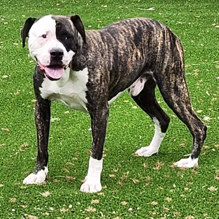 Adoptable Dog BJ