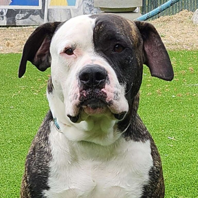 Adoptable Dog BJ