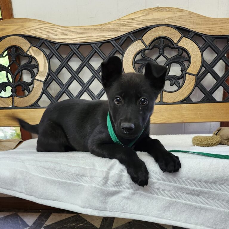 Adoptable Dog Creed